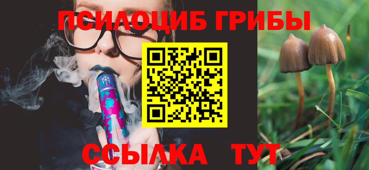 Псилоцибиновые грибы Psilocybe Светлоград